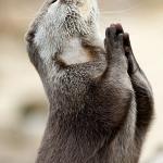Otter praying