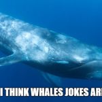 Blue Whale | PERSONALLY, I THINK WHALES JOKES ARE KRILL-IANT! | image tagged in blue whale | made w/ Imgflip meme maker