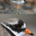When you suddenly realize Ringed Plover