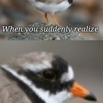 Bird week is coming! I can't wait!  | When you suddenly realize; Bird week is coming. | image tagged in when you suddenly realize ringed plover,birds,bird weekend | made w/ Imgflip meme maker