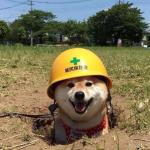 Safety doggo