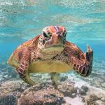 Grumpy Sea Turtle