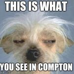 weed1 | THIS IS WHAT; YOU SEE IN COMPTON | image tagged in weed1 | made w/ Imgflip meme maker