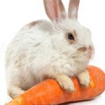 Rabbit | CARROTS MAKE; ME HOPPY | image tagged in rabbit | made w/ Imgflip meme maker