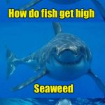 Bad Shark Pun  | How do fish get high; Seaweed | image tagged in bad shark pun | made w/ Imgflip meme maker