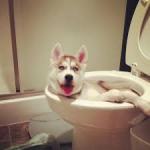 Dog in toilet
