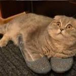 Cat grey slippers