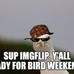 The bird is the word!  | SUP IMGFLIP. Y'ALL READY FOR BIRD WEEKEND? | image tagged in cheeky gull,birb weekend,birds | made w/ Imgflip meme maker