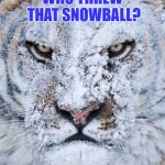 Angry Tiger Asks, "Who threw that snowball"? | WHO THREW THAT SNOWBALL? | image tagged in snowflake,angry tiger,snowball,memes,who threw that snowball,you want a piece of me | made w/ Imgflip meme maker