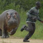 hippo runner