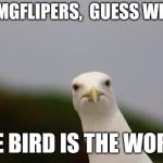 The bird is the word!  | OI. IMGFLIPERS,  GUESS WHAT! THE BIRD IS THE WORD! | image tagged in cheeky gull,bird weekend | made w/ Imgflip meme maker