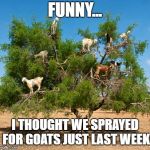 tree goats | FUNNY... I THOUGHT WE SPRAYED FOR GOATS JUST LAST WEEK | image tagged in tree goats | made w/ Imgflip meme maker