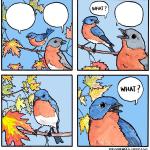 What bird meme