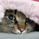 Cat in Blanket