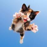 Cat Jumping