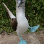 New Template - Contribution to Bird Weekend February 1-3, a moemeobro, Claybourne, and 1forpeace Event | DID SOMEONE SAY; BIRD WEEKEND? | image tagged in blue footed boobie dancing,memes,bird weekend | made w/ Imgflip meme maker