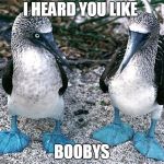 BIRB WEEK | I HEARD YOU LIKE; BOOBYS | image tagged in blue footed boobies,bird week | made w/ Imgflip meme maker