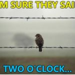 Bird Weekend has arrived - February 1-3, a moemeobro, Claybourne, and 1forpeace joint production... :) | I'M SURE THEY SAID; TWO O'CLOCK... | image tagged in lonely bird,memes,bird weekend,animals,birds | made w/ Imgflip meme maker