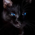 Black cat blue eyes