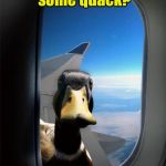When a drug user realizes it’s time to go cold turkey (pun intended for Bird Weekend) | Wanna buy some quack? | image tagged in let me in duck,quack,bird weekend | made w/ Imgflip meme maker