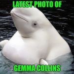 Fat Whale | LATEST PHOTO OF; GEMMA COLLINS | image tagged in fat whale | made w/ Imgflip meme maker