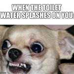 Chihuahua | WHEN THE TOILET WATER SPLASHES ON YOU: | image tagged in chihuahua | made w/ Imgflip meme maker