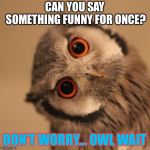 inquisitve owl | CAN YOU SAY SOMETHING FUNNY FOR ONCE? DON’T WORRY... OWL WAIT | image tagged in inquisitve owl | made w/ Imgflip meme maker