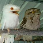 albino owl XXL