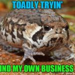 Grumpy Toad | TOADLY TRYIN'; TO MIND MY OWN BUSINESS HERE | image tagged in memes,grumpy toad | made w/ Imgflip meme maker