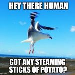 Chips Chips Chips | HEY THERE HUMAN; GOT ANY STEAMING STICKS OF POTATO? | image tagged in bird watching you,bird weekend,bird,flying,chips,wings | made w/ Imgflip meme maker