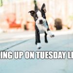 Happy Puppy | WAKING UP ON TUESDAY LIKE... | image tagged in happy puppy | made w/ Imgflip meme maker