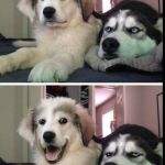 bad joke dogs | YOU KNOW WHAT THEY CALL PREHISTORIC SARCASM? "JURASSIC SNARK", HAHAHA! | image tagged in bad joke dogs | made w/ Imgflip meme maker