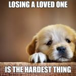 This is for raydog, im so sorry man | LOSING A LOVED ONE; IS THE HARDEST THING | image tagged in sad dog | made w/ Imgflip meme maker