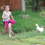 girl running from goose