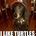 Noah Gump Cardinals NFL Hat | I LIKE TURTLES | image tagged in noah gump cardinals nfl hat | made w/ Imgflip meme maker