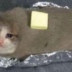 Sad Cat