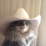 Cowboy cat