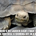 grumpy tortoise | THERE’S NO SADDER SIGHT THAN TO SEE A TORTOISE STORMING OFF IN A HUFF. | image tagged in grumpy tortoise | made w/ Imgflip meme maker