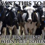 Such beautiful little moos | I WANT THIS TO BE; THE FIRST THING I SEE WHEN I GET TO HEAVEN | image tagged in extra cows,cows,moo | made w/ Imgflip meme maker