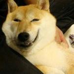 Smug Doge