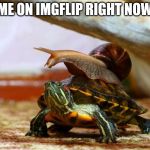 snail on a turtle | ME ON IMGFLIP RIGHT NOW | image tagged in snail on a turtle,memes,buggylememe,imgflip | made w/ Imgflip meme maker