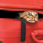 Suitcase Cat