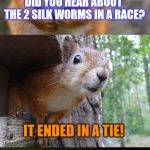 My Bad Pun Odyssey rages on... | DID YOU HEAR ABOUT THE 2 SILK WORMS IN A RACE? IT ENDED IN A TIE! | image tagged in bad pun squirrel,race | made w/ Imgflip meme maker
