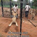 Dragging a Lion | KO TE WHAKAMĀ; KO AU; @mekeasvideos; HE TANGATA ANŌ; HEI KŌRERO MĀORI | image tagged in dragging a lion | made w/ Imgflip meme maker