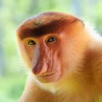 Proboscis Monkey Nosacz