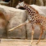Pointing Giraffe