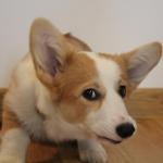 Suspicious corgi