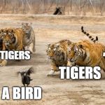 TIGERS CHASING | AN ADDITIONAL TIGER; MORE TIGERS; TIGERS; A BIRD | image tagged in tigers chasing | made w/ Imgflip meme maker