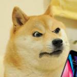 angry doge with phone meme