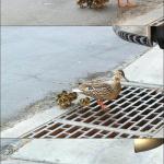 Baby duck in sewer